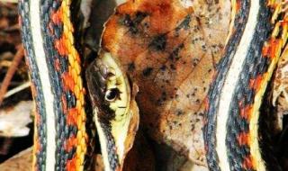 世界上最奇怪的4种蛇 世界上最奇怪的4种蛇