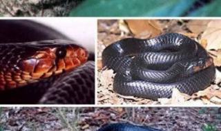 世界上最奇怪的4种蛇 世界上最奇怪的4种蛇